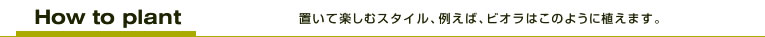 置いて楽しむスタイル、例えば、ビオラはこのように植えます。
