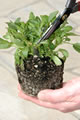 How to plant4
