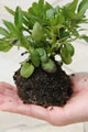How to plant5