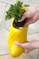 How to plant6