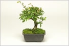 オランダ木靴のMini-BONSAIの作り方6